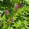Semillas de Regaliz (Glycyrrhiza glabra)