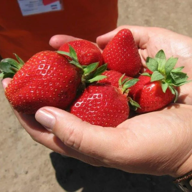 Alba Strawberry Seeds