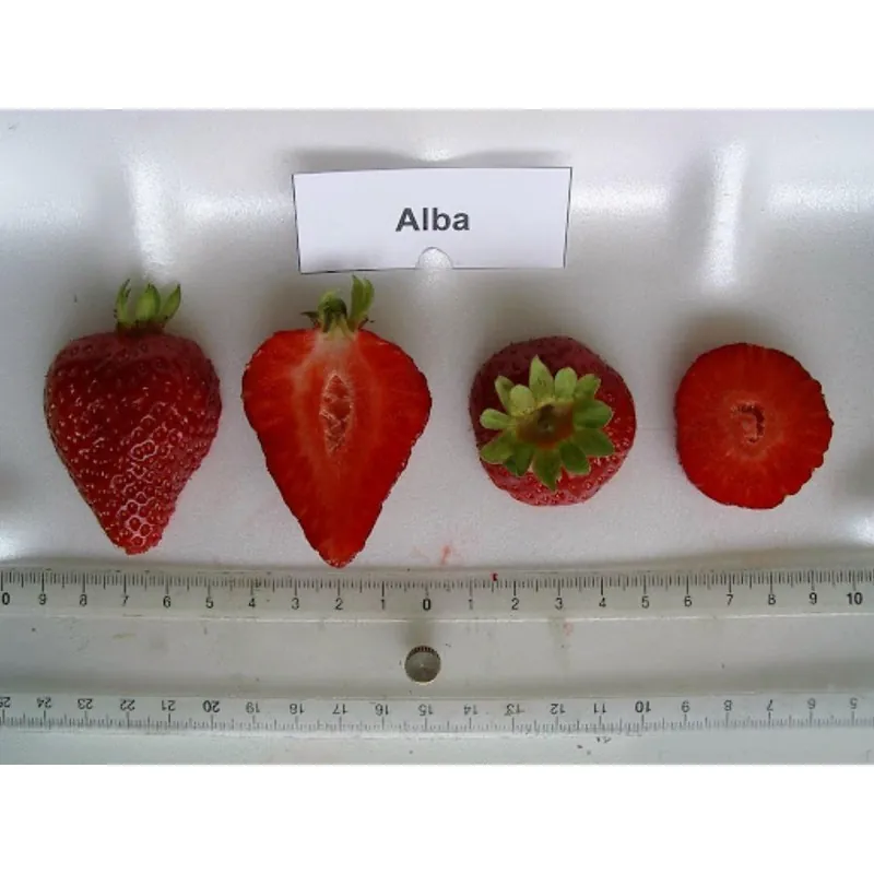 Alba Erdbeersamen