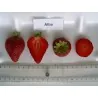 Alba Strawberry Seeds