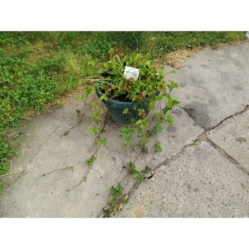 INDIJSKA JAGODA Seme (Potentilla indica) | 1,75 €