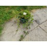INDIJSKA JAGODA Seme (Potentilla indica) | 1,75 €