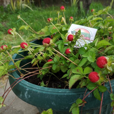 Graines de Fraisier des Indes, Fraisier de Duchesne | 1,75 €