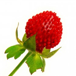 Price: €1.75 - Skensmultron Frön (Duchesnea indica) - Seeds Gallery