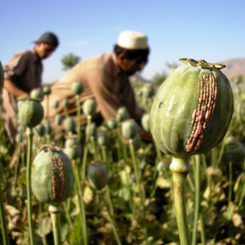 Price: €3.5 - 1000 to 10000 Seeds Op. Poppy (Papaver Somniferum) - Seeds Gallery