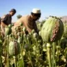 1000 to 10000 Seeds Op. Poppy (Papaver Somniferum)