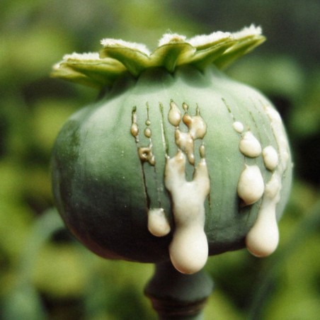 Price: €3.5 - 1000 to 10000 Seeds Op. Poppy (Papaver Somniferum) - Seeds Gallery