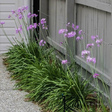 Zimmerknoblauchs Samen (Tulbaghia violacea)