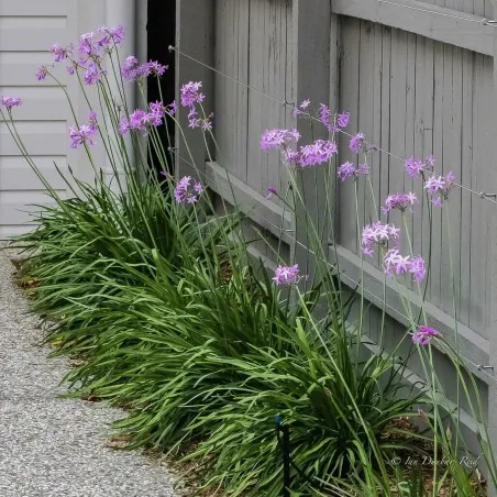 Zimmerknoblauchs Samen (Tulbaghia violacea)