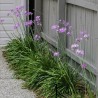 Society Garlic Seeds (Tulbaghia violacea) | € 1,95
