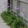 Zimmerknoblauchs Samen (Tulbaghia violacea)