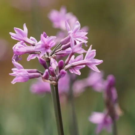 Zimmerknoblauchs Samen (Tulbaghia violacea)