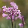 Zimmerknoblauchs Samen (Tulbaghia violacea)