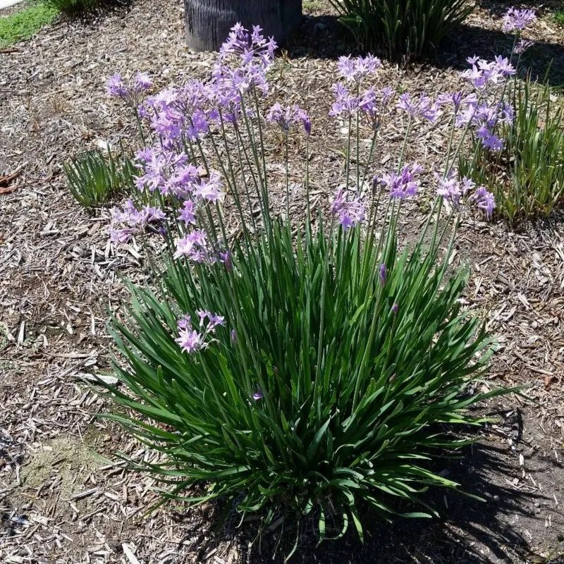 Zimmerknoblauchs Samen (Tulbaghia violacea)