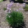 Zimmerknoblauchs Samen (Tulbaghia violacea)