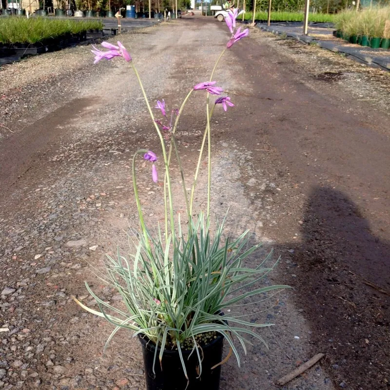 Zimmerknoblauchs Samen (Tulbaghia violacea)