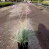 Zimmerknoblauchs Samen (Tulbaghia violacea)