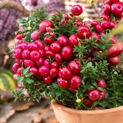 Price: €2.25 - Semi di Pernezia del Cile (Gaultheria mucronata) - 