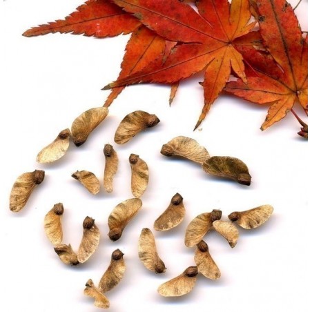 Price: €1.95 - Semi di Momiji Bonsai -
