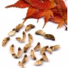 Price: €1.95 - Japanese Red Maple Seeds (Acer palmatum) - 