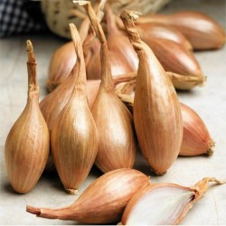 Σπόροι κρεμμυδιού Shallot