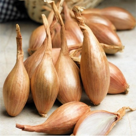 Price: €1.95 - Seme luka Salot - 