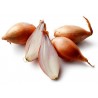 Price: €1.95 - Semillas de cebolla Chalota, Echalote, Carlota - 