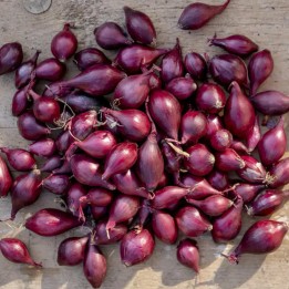 Nasiona cebuli szalotki Rossa lunga di Firenze - 4.501