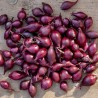 Price: €1.951 - Semi di Cipolla Scalogno Rossa lunga di Firenze - Unbranded