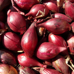 Shallot Rossa lunga di Firenze Onion Seeds - Price €1.95