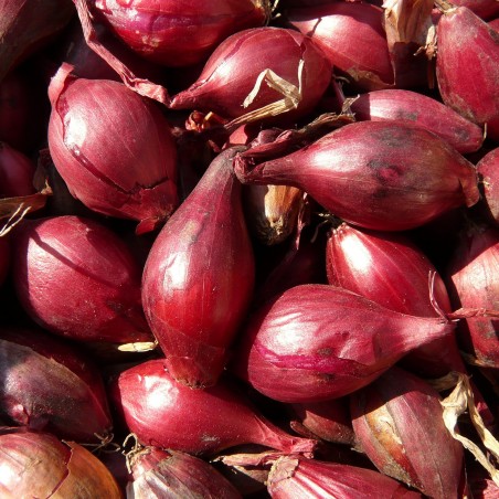 Price: €1.951 - Shallot Rossa lunga di Firenze Onion Seeds - Unbranded