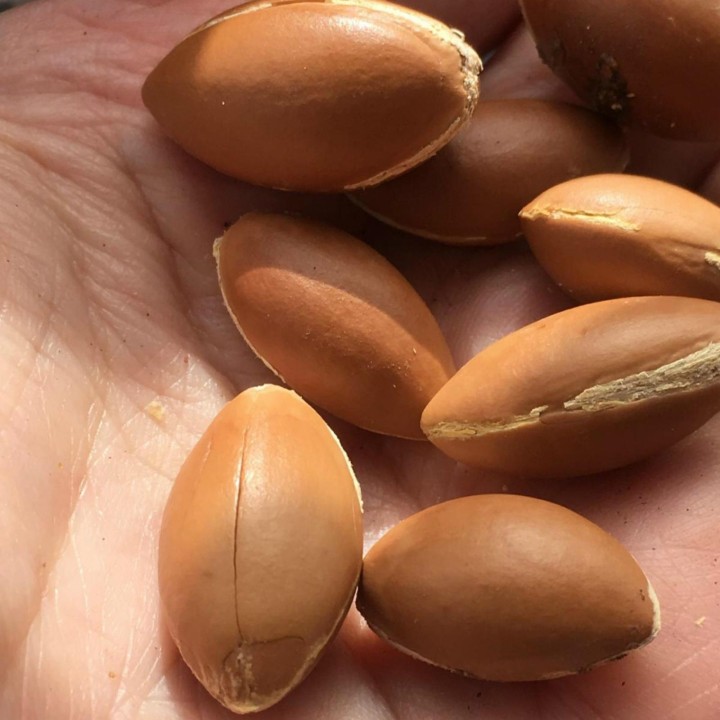 Argan seeds (Argania spinosa) - 3.555