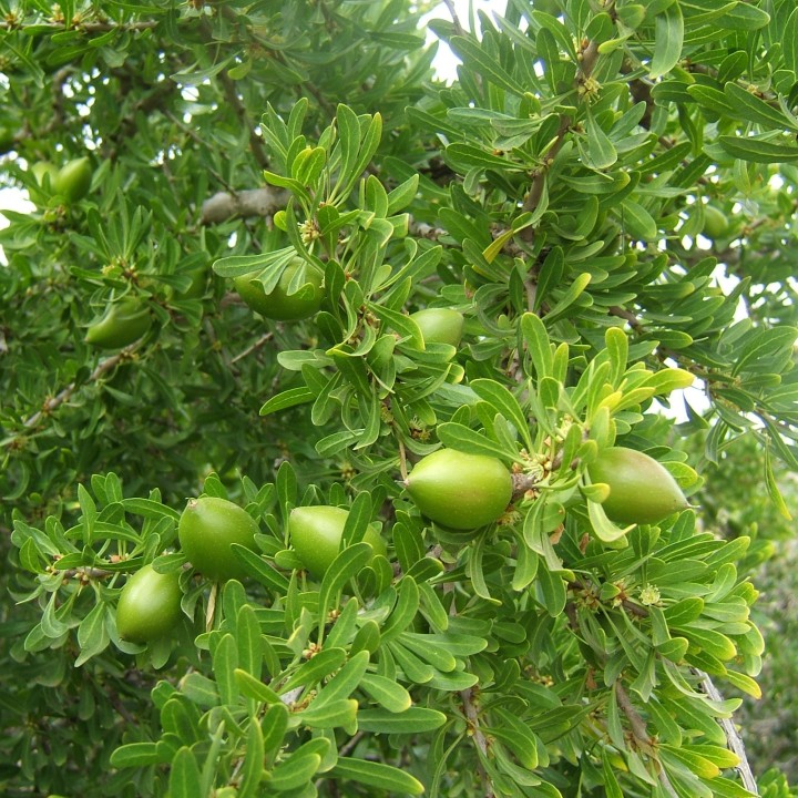 Argan seeds (Argania spinosa) - 3.555