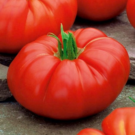 Price: €1.95 - Brutus Riesentomatensamen -