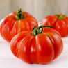 Price: €1.95 - Sementes de tomate gigante Brutus - 