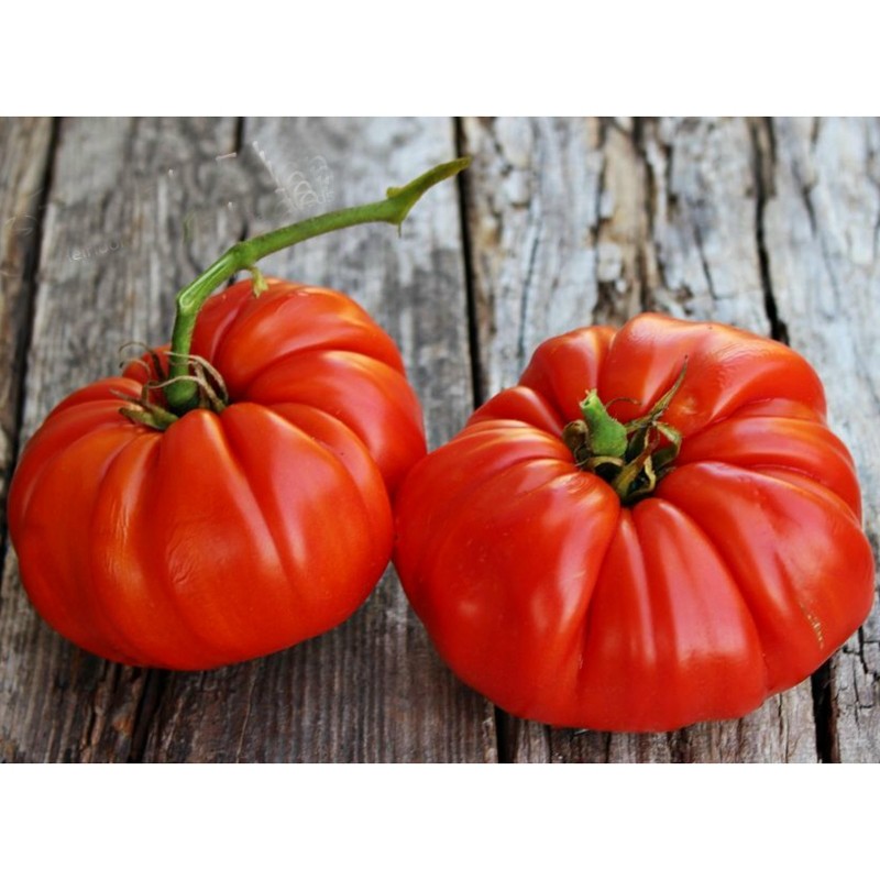 Price: €1.95 - Sementes de tomate gigante Brutus - 