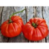Price: €1.95 - Brutus Riesentomatensamen - 