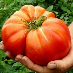 Semillas de tomate gigante...