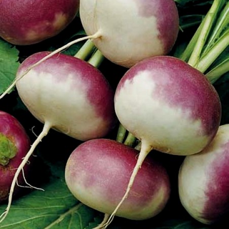 Price: €2.25 - Hungarian Sugar beet seeds Horpácsi -