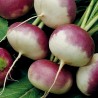 Price: €2.25 - Hungarian Sugar beet seeds Horpácsi - 