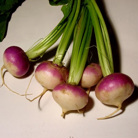 Price: €2.25 - Hungarian Sugar beet seeds Horpácsi -
