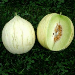 Price: €1.95 - Melonfrön Hógolyó (snöklot) - 