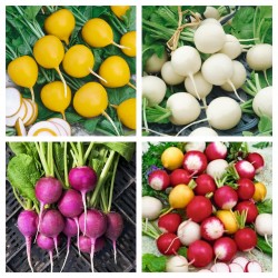 Price: €2.5 - Dreifarbige Rettichsamen - 