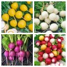 Price: €2.5 - Semillas de rábano tricolor - 