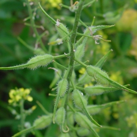 Weißer Senf Samen (Sinapis alba)