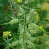 Graines de moutarde blanche (Sinapis alba)