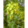 Graines de moutarde blanche (Sinapis alba)
