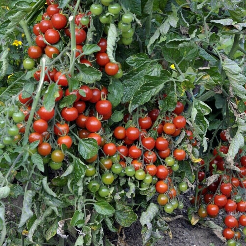 Graines de tomate Bajaja