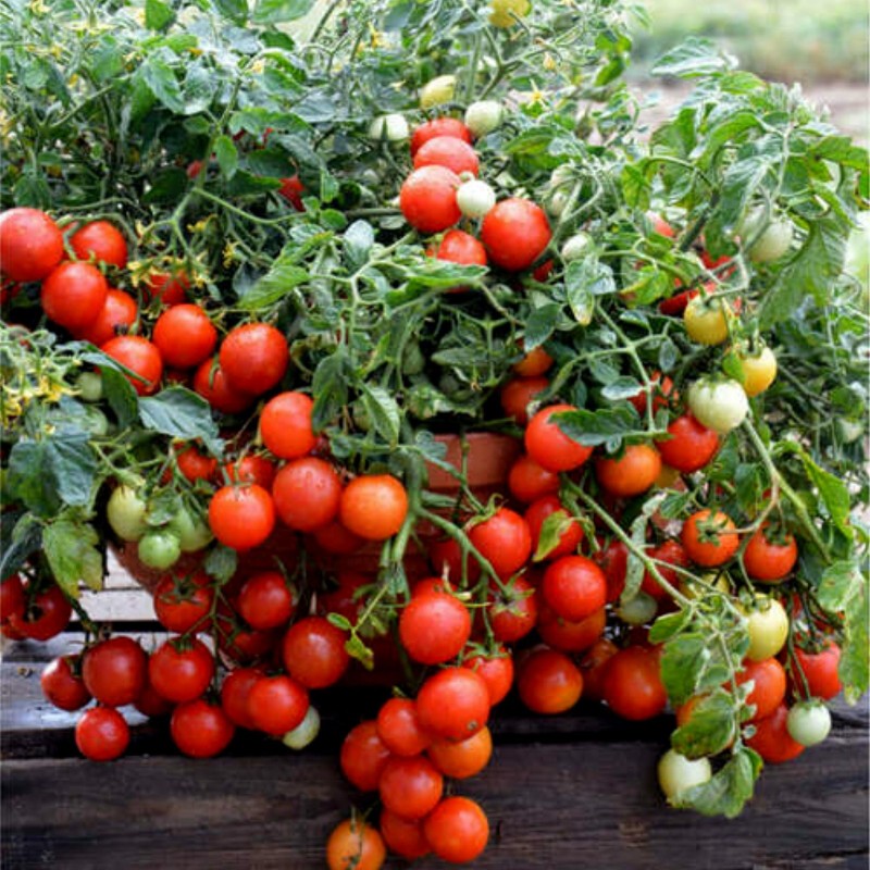 Bajaja Tomatensamen