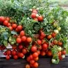 Bajaja Tomatensamen